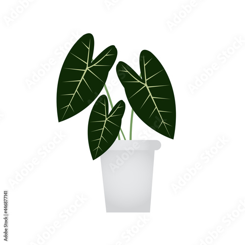 Plant Anthurium On Pot Image Vector.