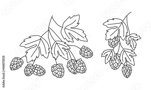 Beer hops. Branches with leaves and cones. For packaging, template, beer, vector. Doodle style hand-drawn by an outline.