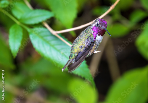 Male Costas Hummingbird on a Perch