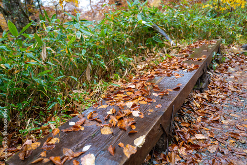 尾瀬ヶ原湿原の紅葉の風景 燧ヶ岳 至仏山 Scenery of autumn leaves in Ozegahara marshland Mt.Hiuchigadake Mt.Shibutsusan