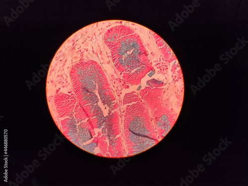 microscopic image of a human tissue stain slide. histology stain. photo