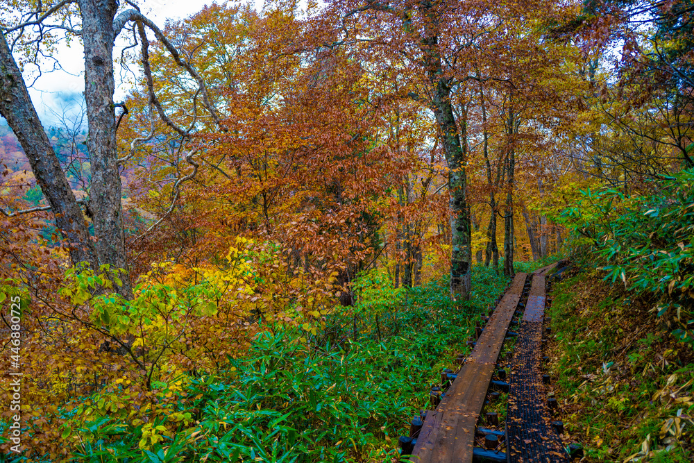 尾瀬ヶ原湿原の紅葉の風景 燧ヶ岳 至仏山 Scenery of autumn leaves in Ozegahara marshland Mt.Hiuchigadake Mt.Shibutsusan 尾瀬ヶ原湿原の紅葉の風景 燧ヶ岳 至仏山 Scenery of autumn leaves in Ozegahara marshland Mt.Hiuchigadake Mt.Shibutsusan