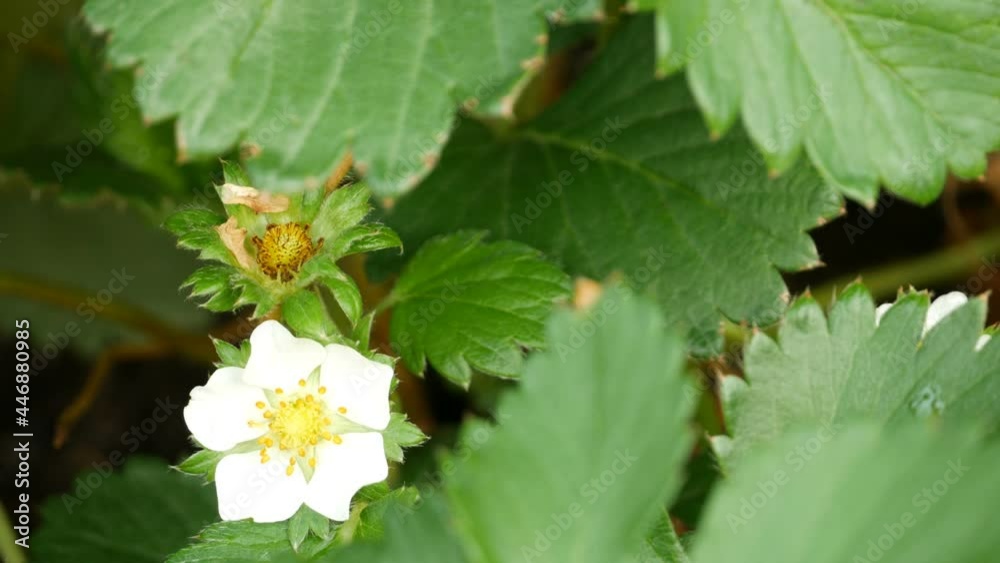 Wild strawberry blossoming - macro shot of a flower Wild strawberry blossoming - macro shot of a flower