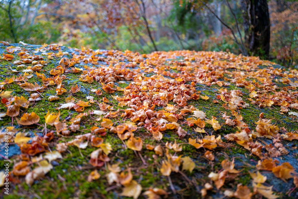 尾瀬ヶ原湿原の紅葉の風景 燧ヶ岳 至仏山 Scenery of autumn leaves in Ozegahara marshland Mt.Hiuchigadake Mt.Shibutsusan 尾瀬ヶ原湿原の紅葉の風景 燧ヶ岳 至仏山 Scenery of autumn leaves in Ozegahara marshland Mt.Hiuchigadake Mt.Shibutsusan