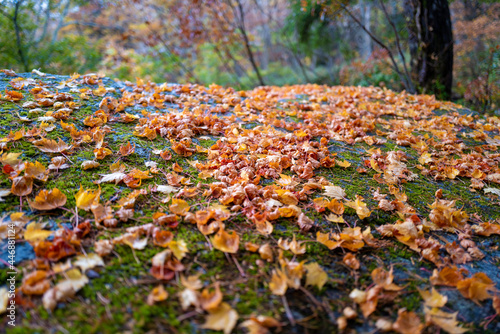 尾瀬ヶ原湿原の紅葉の風景 燧ヶ岳 至仏山 Scenery of autumn leaves in Ozegahara marshland Mt.Hiuchigadake Mt.Shibutsusan