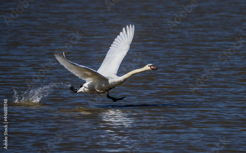 Swan Flying © Betty Rong