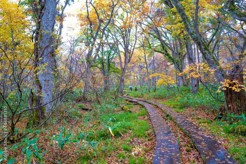 尾瀬ヶ原湿原の紅葉の風景 燧ヶ岳 至仏山 Scenery of autumn leaves in Ozegahara marshland Mt.Hiuchigadake Mt.Shibutsusan 尾瀬ヶ原湿原の紅葉の風景 燧ヶ岳 至仏山 Scenery of autumn leaves in Ozegahara marshland Mt.Hiuchigadake Mt.Shibutsusan