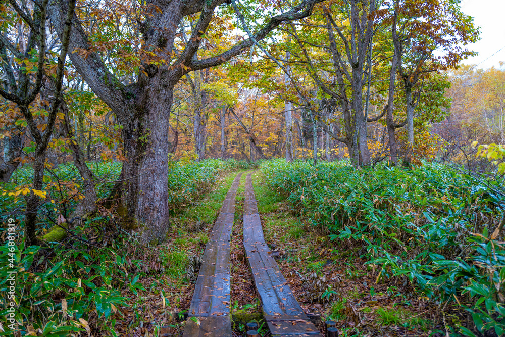尾瀬ヶ原湿原の紅葉の風景 燧ヶ岳 至仏山 Scenery of autumn leaves in Ozegahara marshland Mt.Hiuchigadake Mt.Shibutsusan 尾瀬ヶ原湿原の紅葉の風景 燧ヶ岳 至仏山 Scenery of autumn leaves in Ozegahara marshland Mt.Hiuchigadake Mt.Shibutsusan