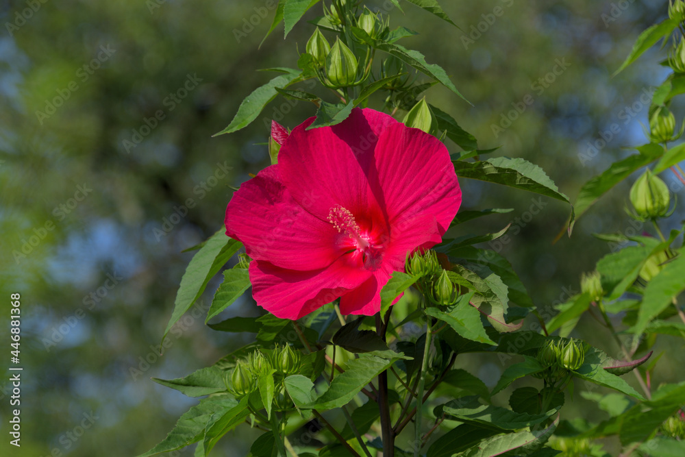 タイタンビカスの大きな赤い花