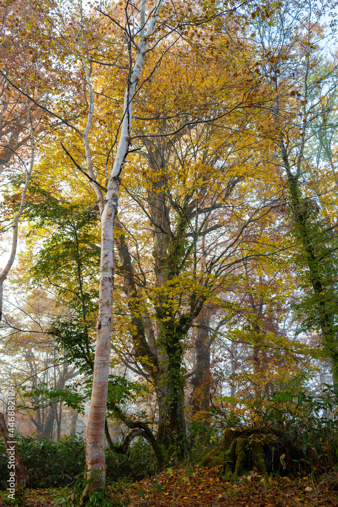 尾瀬ヶ原湿原の紅葉の風景 燧ヶ岳 至仏山 Scenery of autumn leaves in Ozegahara marshland Mt.Hiuchigadake Mt.Shibutsusan