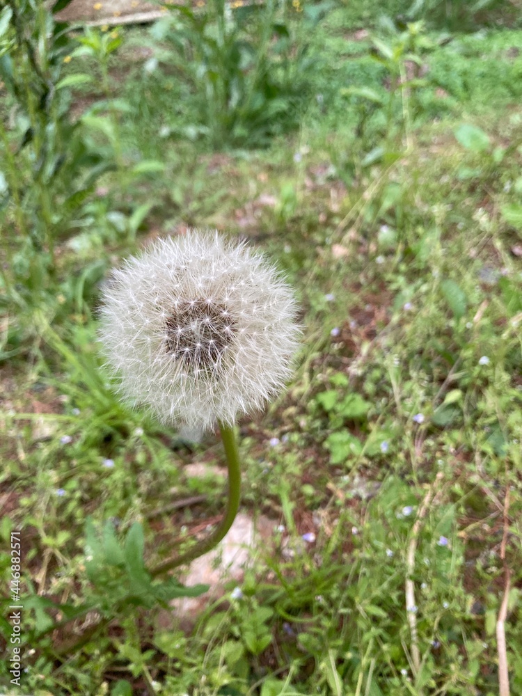 dandelion seed head dandelion seed head