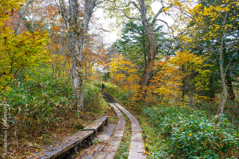 尾瀬ヶ原湿原の紅葉の風景 燧ヶ岳 至仏山 Scenery of autumn leaves in Ozegahara marshland Mt.Hiuchigadake Mt.Shibutsusan 尾瀬ヶ原湿原の紅葉の風景 燧ヶ岳 至仏山 Scenery of autumn leaves in Ozegahara marshland Mt.Hiuchigadake Mt.Shibutsusan