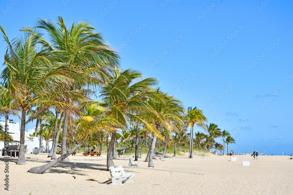 Row of palm trees lining the beach in Ft Lauderdale beach Florida