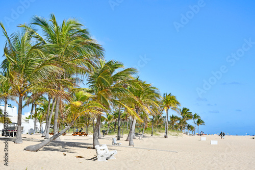Row of palm trees lining the beach in Ft Lauderdale beach Florida