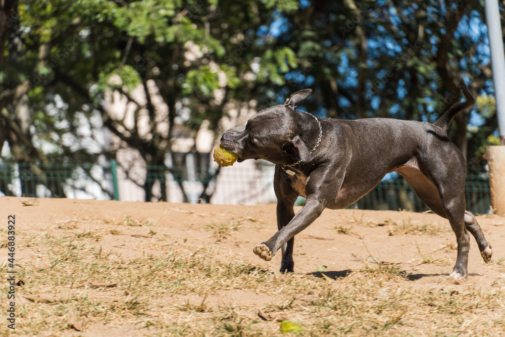 Pit bull dog playing in the park. The pitbull takes advantage of the sunny day to have fun.