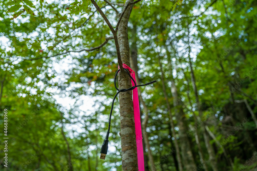 Fototapeta premium 夏の瑞牆山の登山道の風景 A view of the trail in summer at Mt.Mizugakiyama.