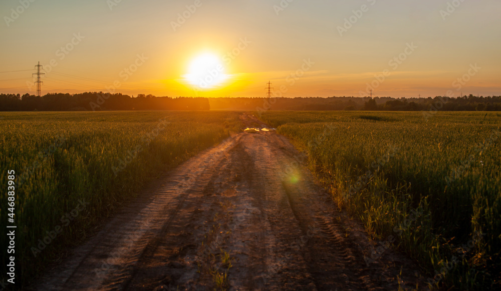 A road in the middle of a field with wheat leads to the sun, sunset. 