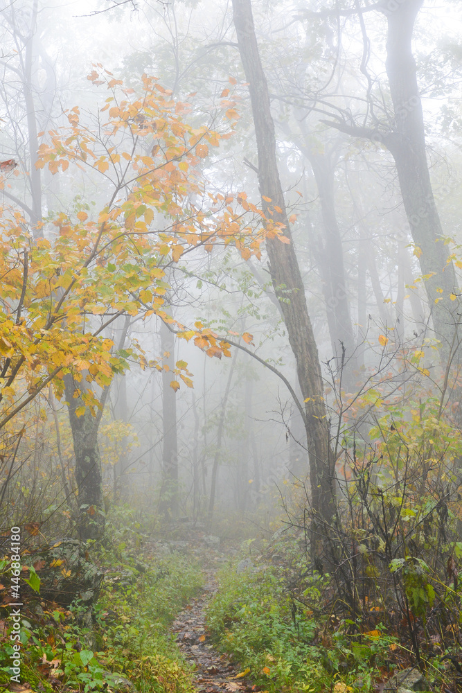 Naklejka premium Autumn foliage in Shenandoah National Park - Virginia, United States