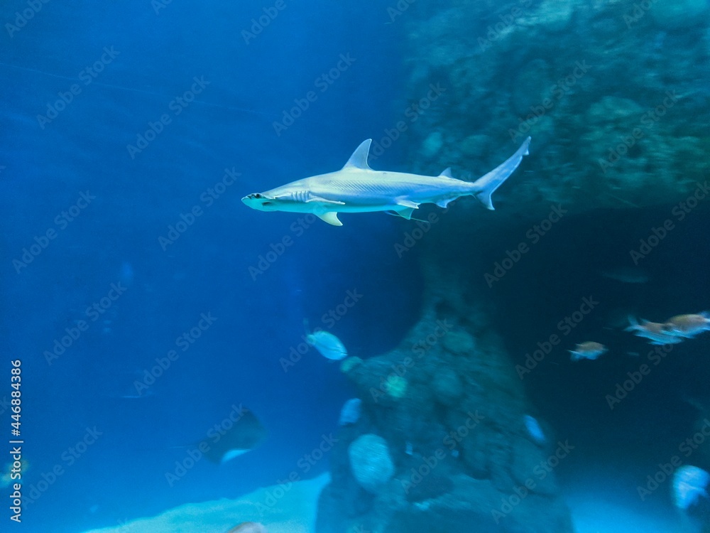 shark in aquarium shark in aquarium