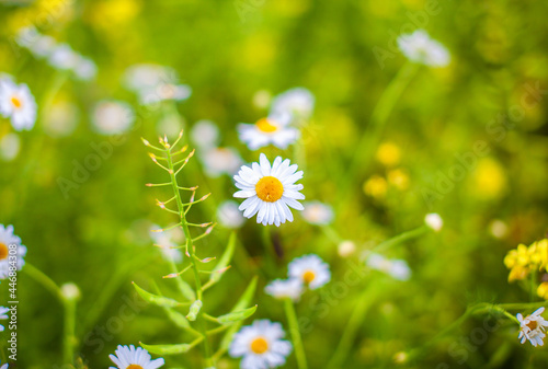 Beautiful background of many blooming daisies field. Chamomile grass 