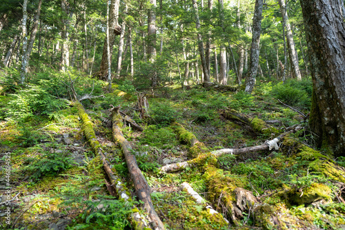 夏の瑞牆山の登山道の風景 A view of the trail in summer at Mt.Mizugakiyama.