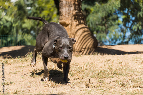 Pit bull dog playing in the park. The pitbull takes advantage of the sunny day to have fun.
