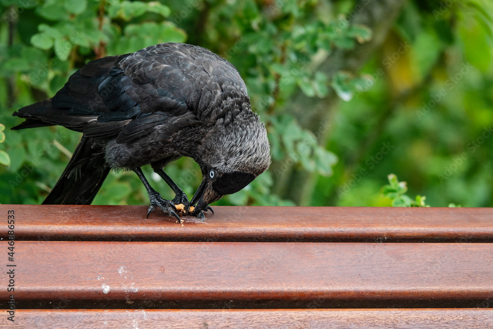 Obraz premium Junge krähen