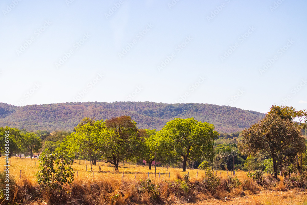 landscape in the mountains. Green trees landscape in the mountains. Green trees