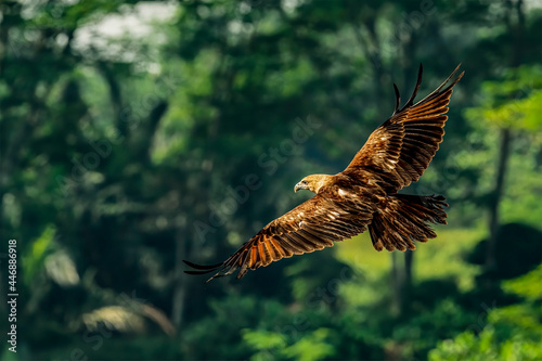 This eagle with scientific name of Brahminy Kite, is hovering above the target on the lake make sure everything is safe than he is starting  do water attack. 