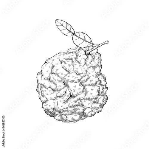 Vector illustration sketch of bergamot fruit. Citrus fruit for decorating candles, aromatic oils or household items, tea