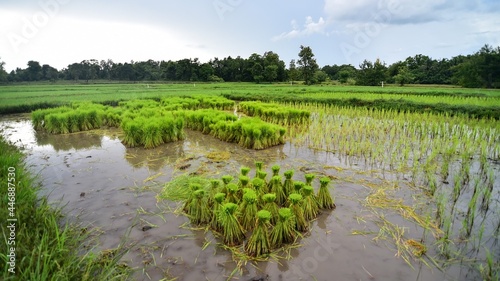 Rice field in the rainy season.