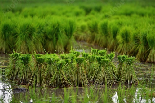 Rice field in the rainy season.