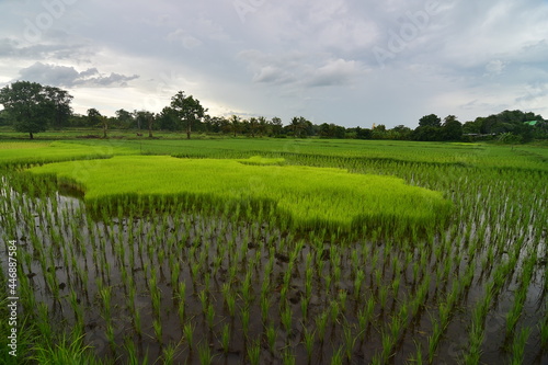 Rice field in the rainy season.
