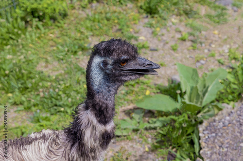 Australian emu blue head with ear  eye and open beak.