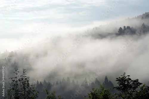 Obraz Wierzchołki drzew las we mgle