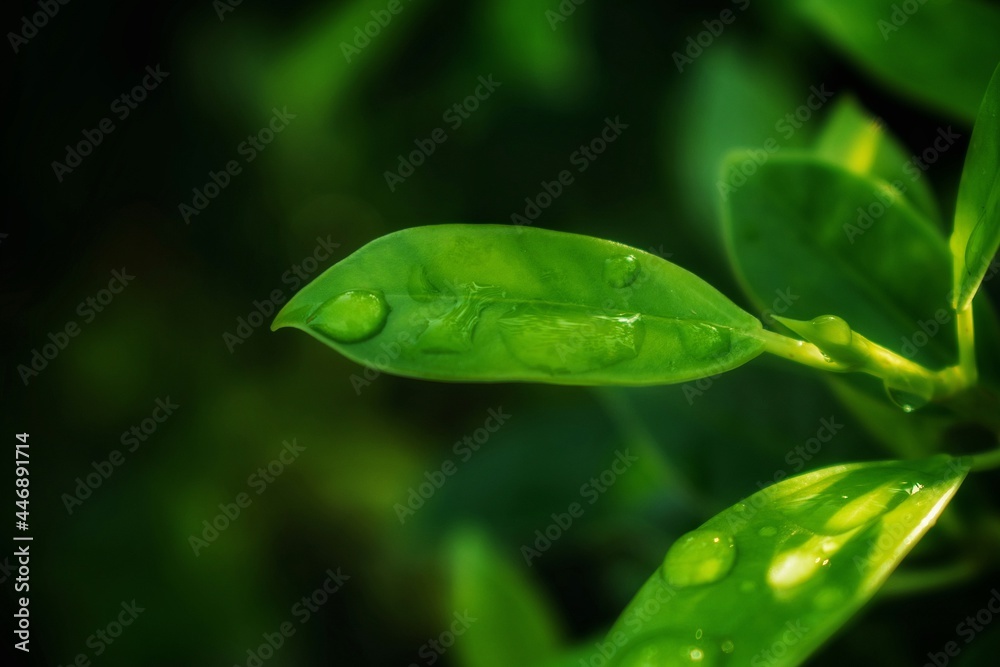 water droplets on green leaves blur dark dark background water droplets on green leaves blur dark dark background