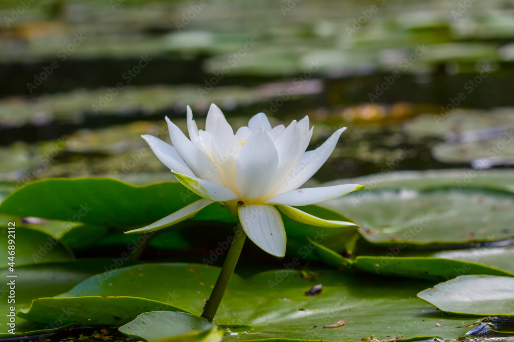 closeup white water lily on lake, summer water flora background closeup white water lily on lake, summer water flora background