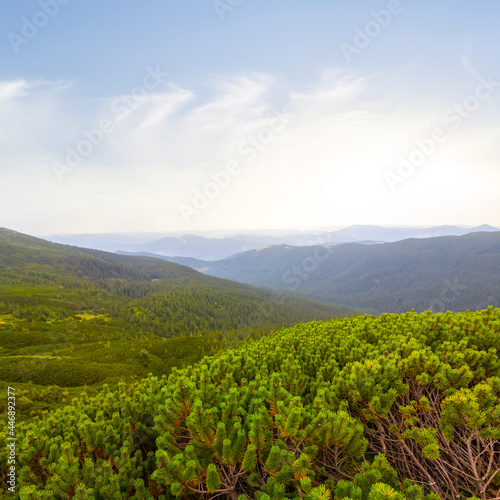 green mountain valley covered by bush at the sunset