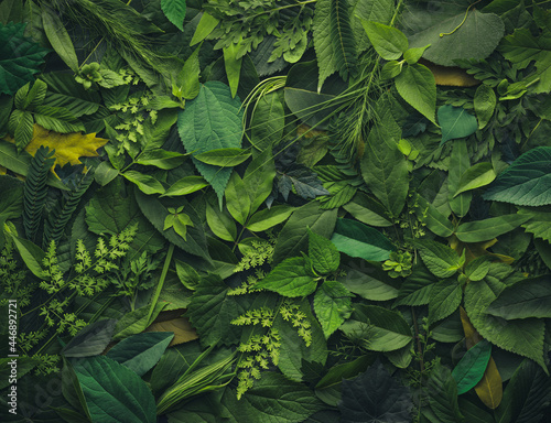 Foliage background with a variety of vibrant plant leaves showing a diverse ecosystem and the biodiversity of nature.