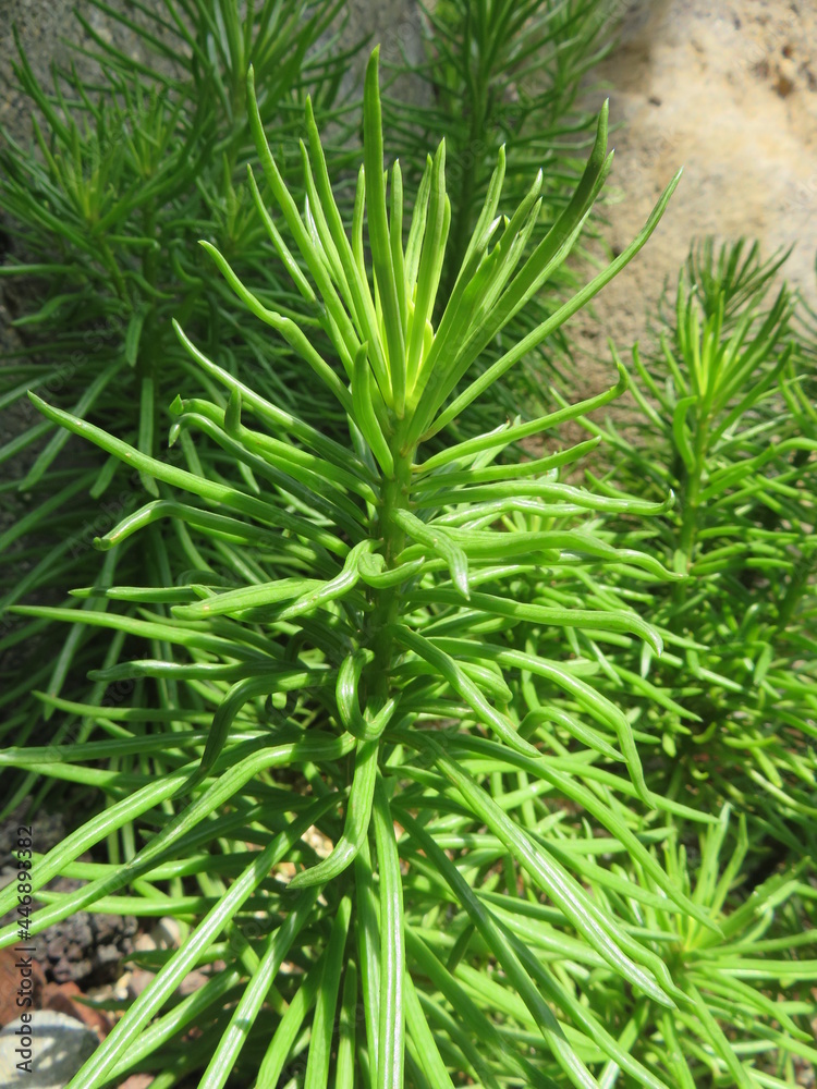 多肉植物 多肉植物