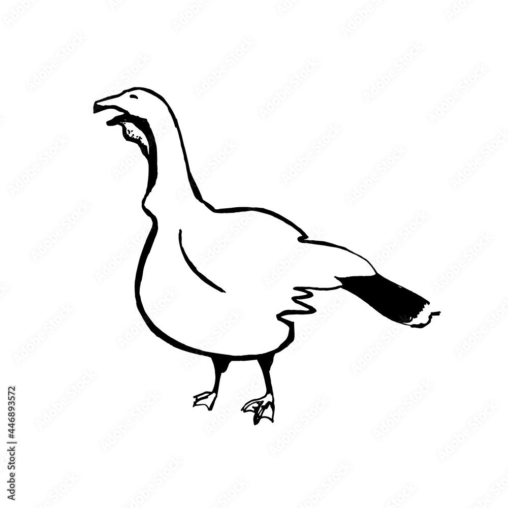 Vector illustration on a graphic tablet. Hand drawing. Silhouette of turkeys.