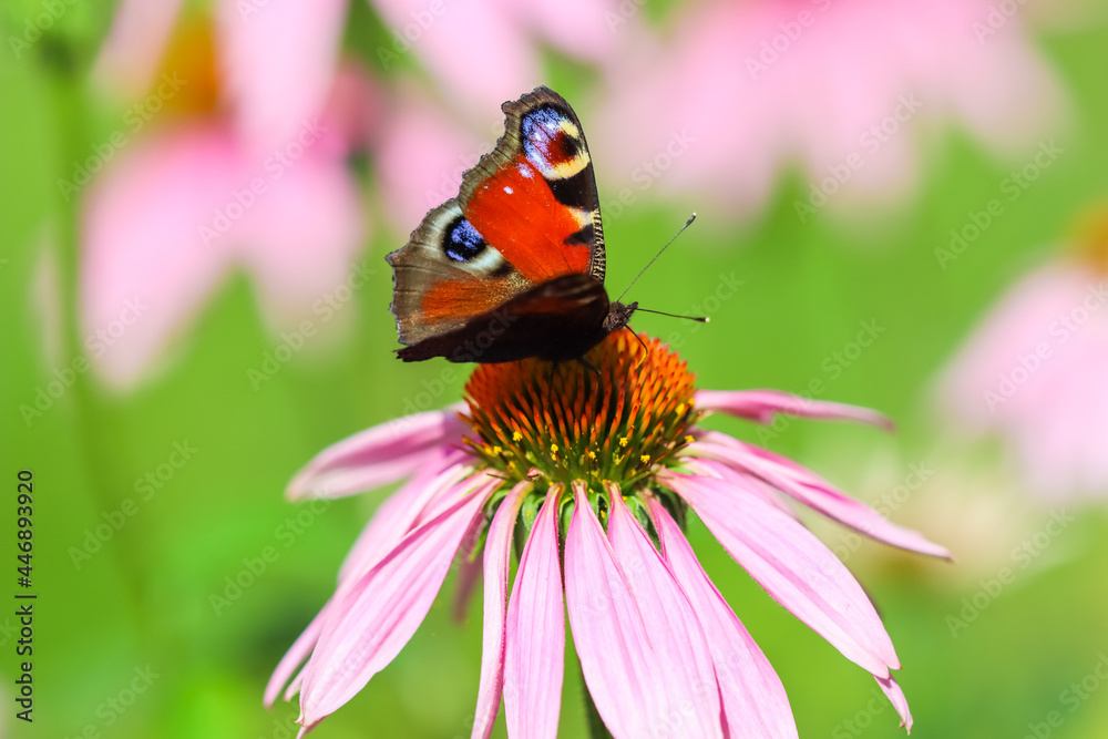 Beautiful colored European Peacock butterfly, Inachis io, Aglais io, on purple flower Echinacea in a sunny summer garden. Beautiful colored European Peacock butterfly, Inachis io, Aglais io, on purple flower Echinacea in a sunny summer garden.