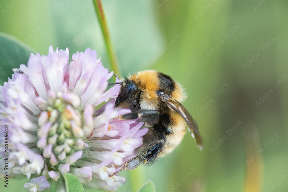 A bee collects nectar on clover flowers. A bee collects nectar on clover flowers.