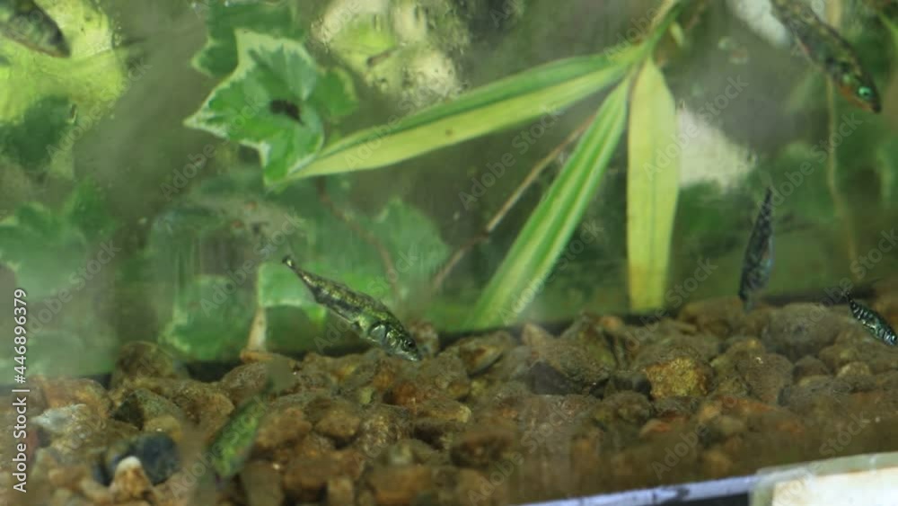 滋賀県米原市醒ヶ井の地蔵川に生息する絶滅危惧種の淡水魚、ハリヨです。 滋賀県米原市醒ヶ井の地蔵川に生息する絶滅危惧種の淡水魚、ハリヨです。