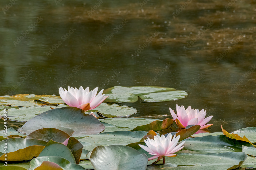 Hybrid Waterlily (Nymphaea hybridum) in pond in park, Central Russia Hybrid Waterlily (Nymphaea hybridum) in pond in park, Central Russia