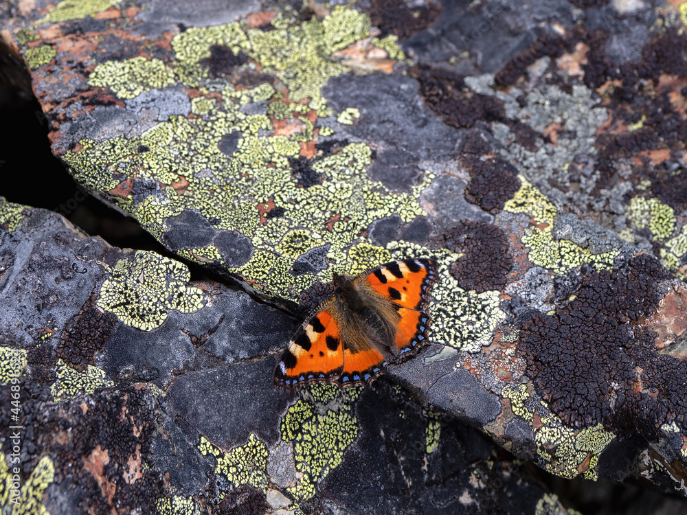 Tortoise butterfly rests on a stone covered with lichens. Background of wildlife. Tortoise butterfly rests on a stone covered with lichens. Background of wildlife.