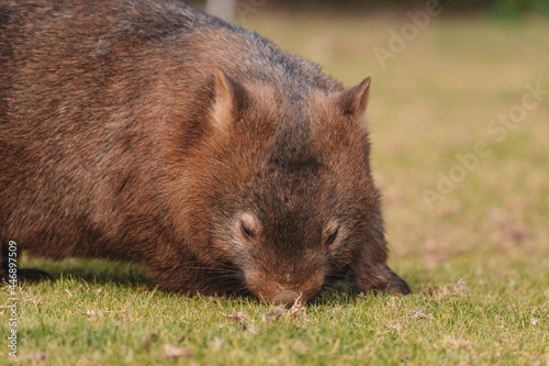Common Wombat, Kangaroo Valley NSW, Australia.