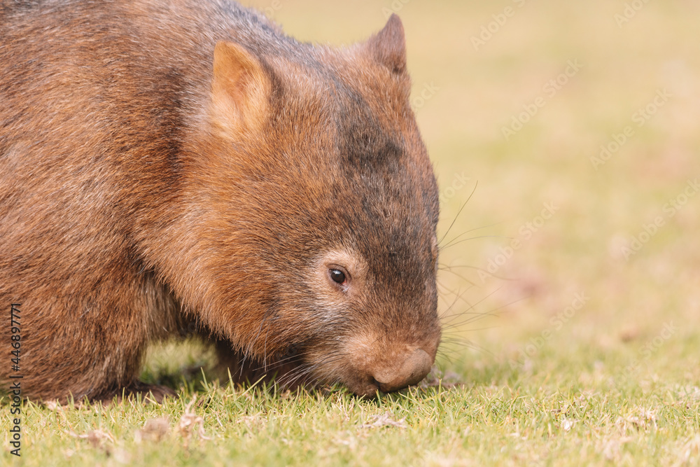 Common Wombat, Kangaroo Valley NSW, Australia. Common Wombat, Kangaroo Valley NSW, Australia.