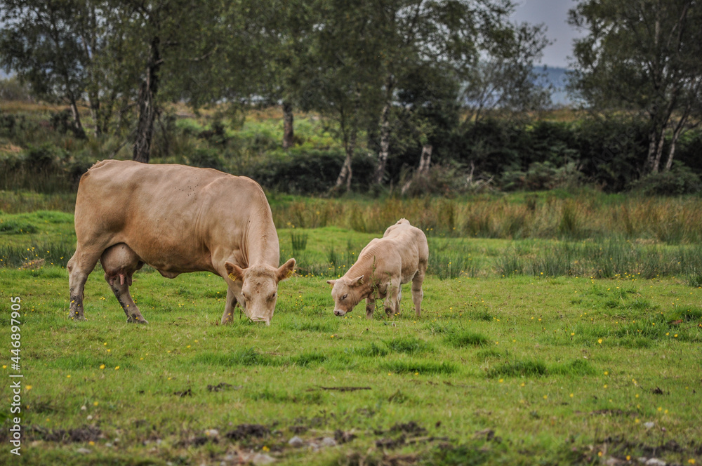 Cow and calf grazing on a grass field Cow and calf grazing on a grass field