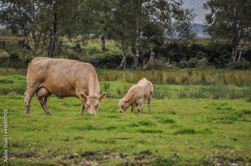Cow and calf grazing on a grass field